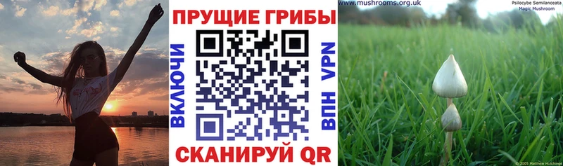 Псилоцибиновые грибы Psilocybe  Нарткала 